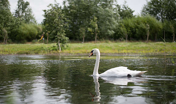 A swan swimming in a pond with a grassy embankment in the distance surrounded by trees